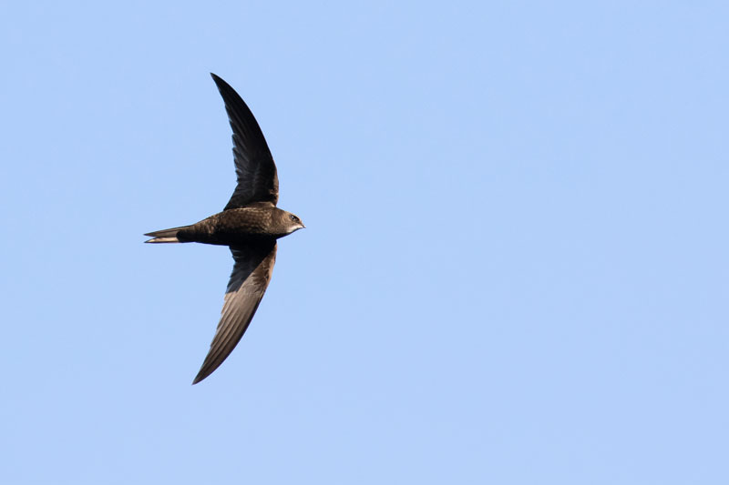 martinets-noirs-ciel-pierre